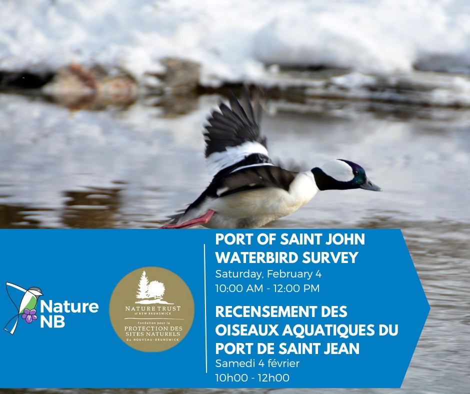 Port of Saint John Waterbird Survey